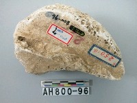 藏品(石化貝類)的圖片